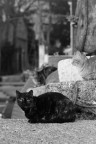 gatto a riposo2 gatto a riposo2