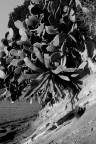 macchia mediterranea macchia mediterranea