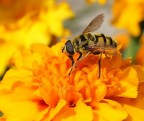YELLOW BEE... YELLOW BEE...