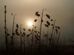 Nebbia d'autunno Nebbia d'autunno