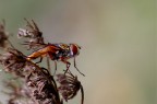 Macro autunnale