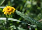 Il sole, la vita. Il sole, la morte. Il sole, la vita. Il sole, la morte.