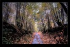 La natura entra nel sogno La natura entra nel sogno