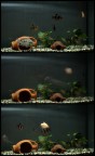 Doctor Jekill & Mr. Big Fish! Doctor Jekill & Mr. Big Fish!