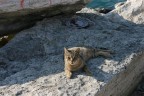 gatto sullo scoglio