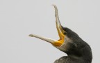 Renzo-L'urlo del Cormorano Renzo-L'urlo del Cormorano