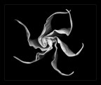 Forme in b/n Forme in b/n