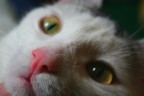 Toffy... Toffy...