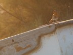 ...Little Bird... ...Little Bird...