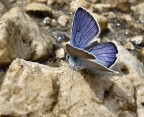 Polyommatus amandus Polyommatus amandus