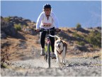 sleddog sleddog