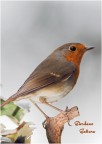Robin fly Robin fly