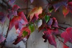Autunno che avanza Autunno che avanza