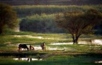 Scenme di vita sul Nilo 2 3 vers Scenme di vita sul Nilo 2 3 vers