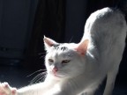 Gatto al risveglio Gatto al risveglio