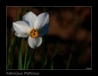 Narciso Narciso