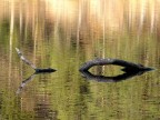 Lochness Lochness