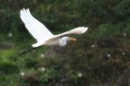 Il bianco . . . . . Il bianco . . . . .