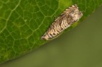Phyllocnistis citrella Stainton (Minatrice degli agrumi c.ca