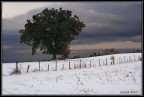 quercia solitaria quercia solitaria
