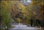 Strada nel bosco Strada nel bosco