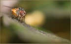 mosca