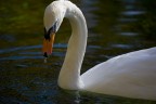 Cigno... con il raffreddore. Cigno... con il raffreddore.