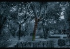 il giardino dell'angelo suicida il giardino dell'angelo suicida