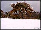 rossi sulla neve rossi sulla neve