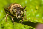 Macro mosca (?) Macro mosca (?)