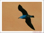 In Volo In Volo