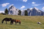 Cavalli all'Alpe di Siusi