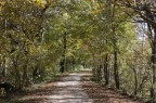 La strada ne bosco La strada ne bosco