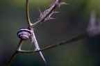 nascondersi nascondersi