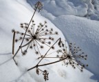 esplosioni sulla neve... esplosioni sulla neve...