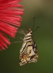 Farfa-scopa Farfa-scopa