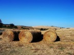 maremma maremma