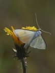 la sposa bagnata
