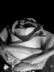 Rose Rose