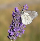 Pieride del biancospino (Aporia crataegi)