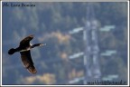 in volo 6 in volo 6