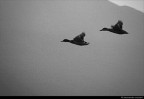 in volo in volo