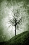 one tree hill