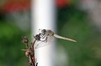 Il riposo della libellula Il riposo della libellula