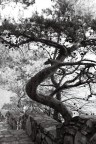 albero marino albero marino