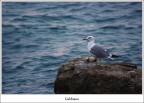Gabbiano Gabbiano