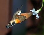Mcroglossa in volo! Mcroglossa in volo!