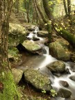 Ruscello nel bosco Ruscello nel bosco