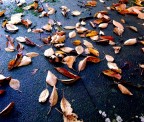 le foglie rosse e gialle sulla strada d'autunno... le foglie rosse e gialle sulla strada d'autunno...