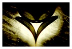 Dark Love Dark Love